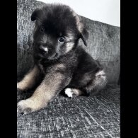 Akita - Both