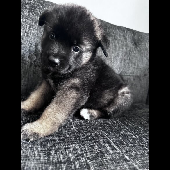 Akita - Both