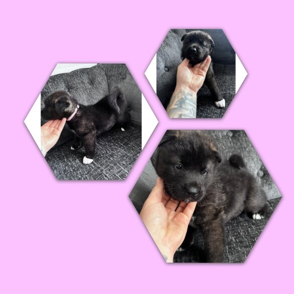 Akita - Both