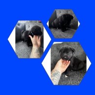 Akita - Both