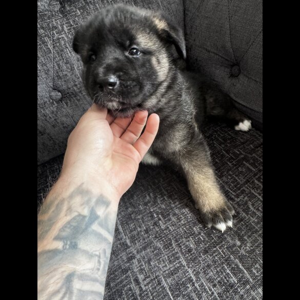 Akita - Both