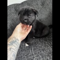 Akita - Both