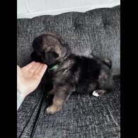 Akita - Both