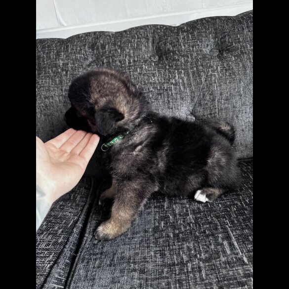 Akita - Both
