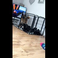 Akita - Both