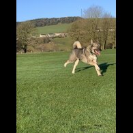 Akita - Both