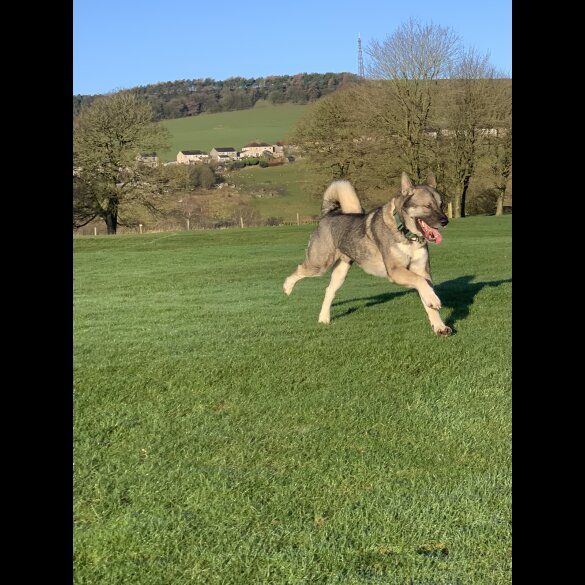 Akita - Both