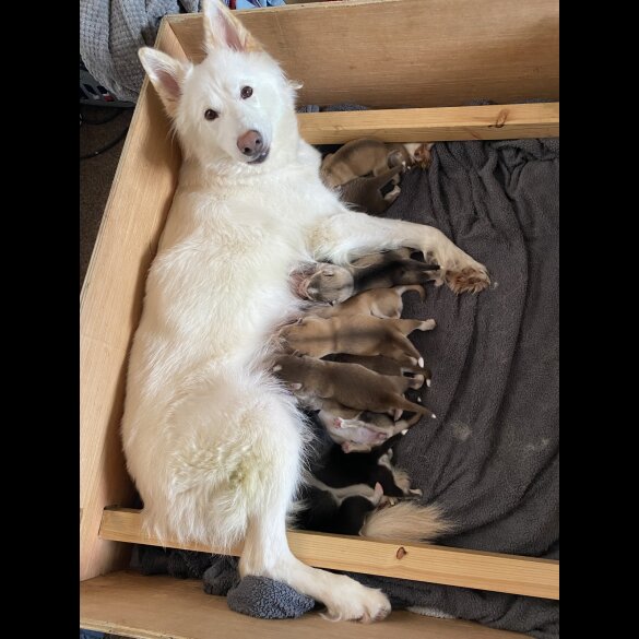 Alaskan Malamute - Both