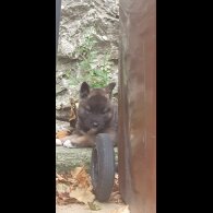 Akita - Both