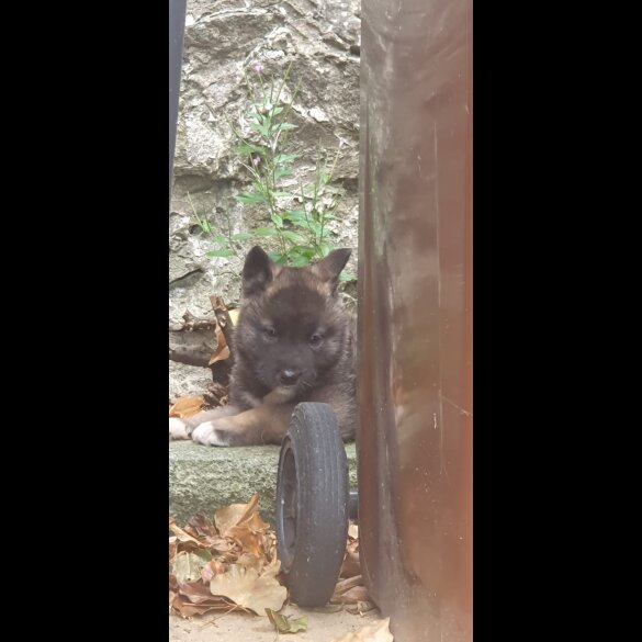 Akita - Both