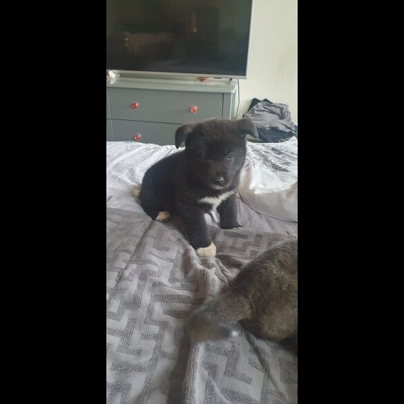 Akita - Both