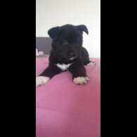 Akita - Both