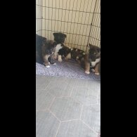 Akita - Both