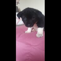 Akita - Both