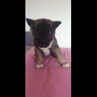 Akita - Both