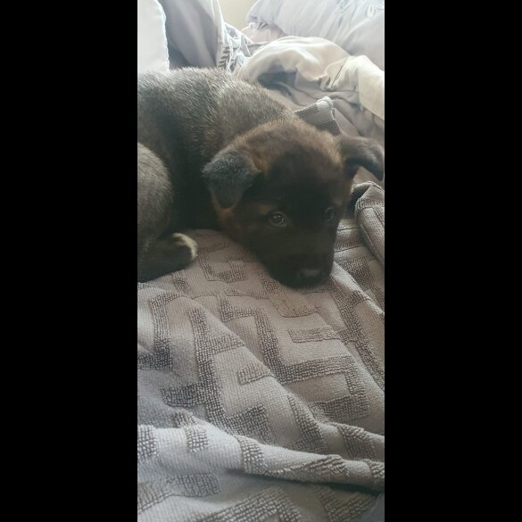 Akita - Both