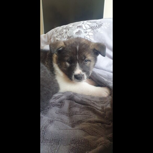 Akita - Both
