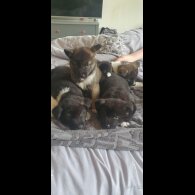Akita - Both