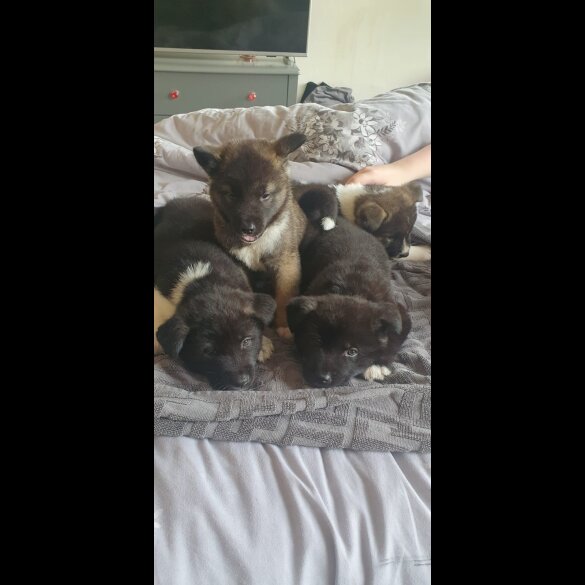 Akita - Both