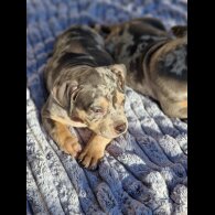 American Bulldog - Dogs