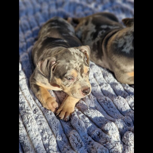 American Bulldog - Dogs