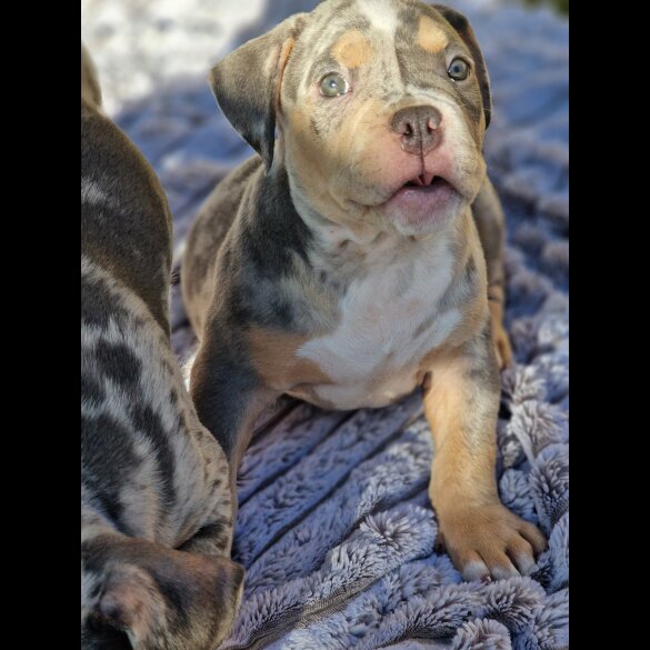 American Bulldog - Dogs