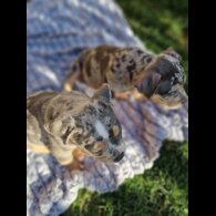 American Bulldog - Dogs