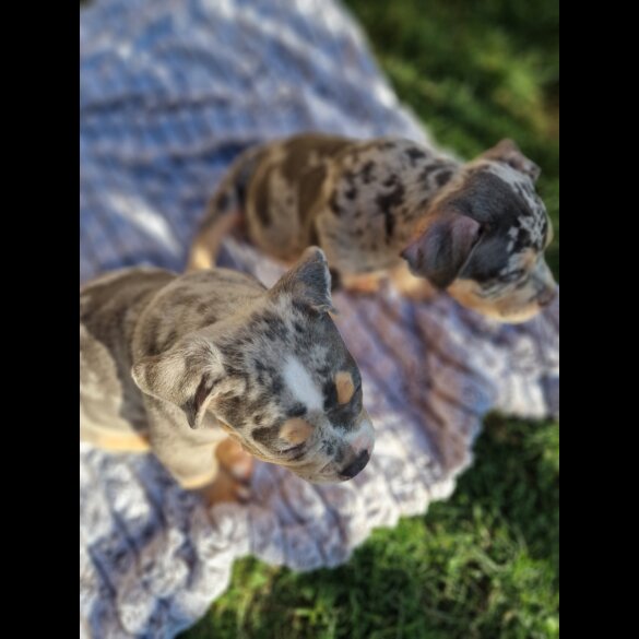 American Bulldog - Dogs