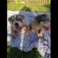American Bulldog - Dogs
