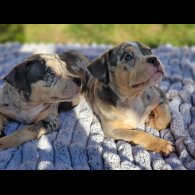 American Bulldog - Dogs