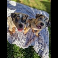 American Bulldog - Dogs