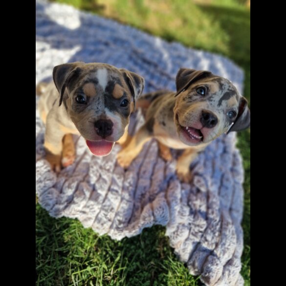 American Bulldog - Dogs