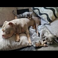 American Bulldog - Dogs