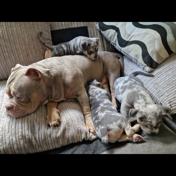 American Bulldog - Dogs