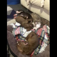 American Bulldog - Bitches