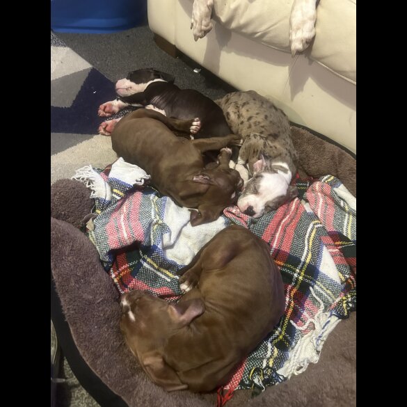 American Bulldog - Bitches