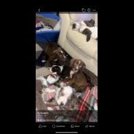 American Bulldog - Bitches