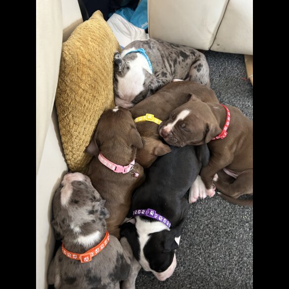 American Bulldog - Bitches