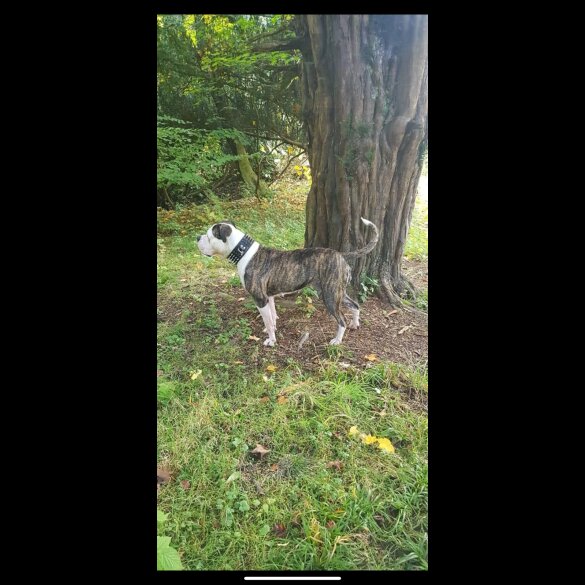 American Bulldog - Bitches