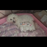Bichon Frise - Both