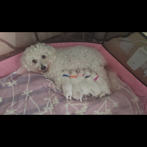 Bichon Frise - Both