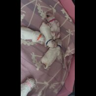 Bichon Frise - Both