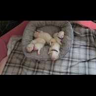 Bichon Frise - Both