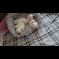 Bichon Frise - Both