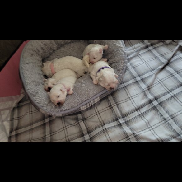 Bichon Frise - Both