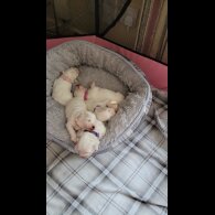 Bichon Frise - Both