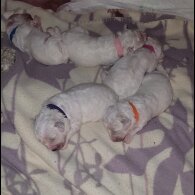 Bichon Frise - Both