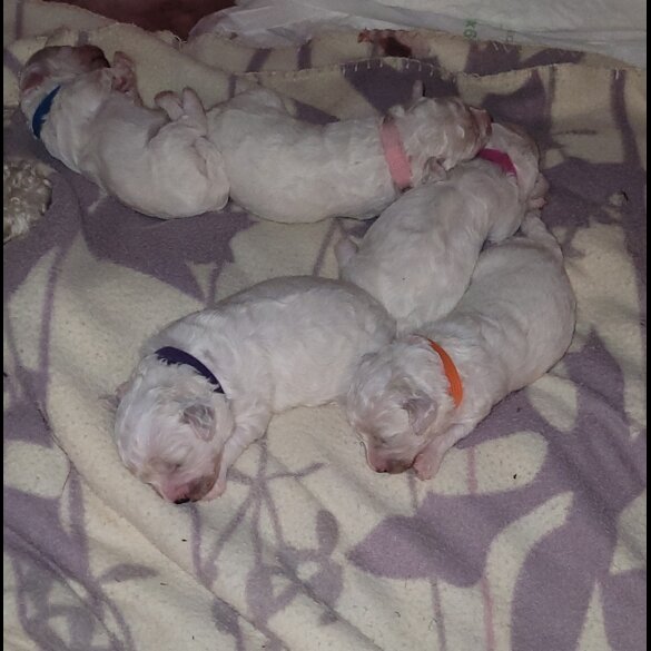 Bichon Frise - Both