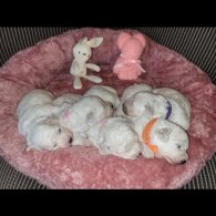 Bichon Frise - Both
