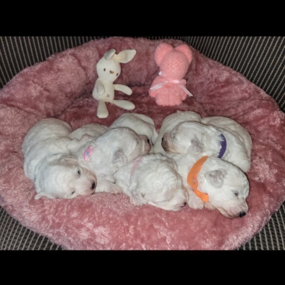 Bichon Frise - Both